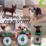 love_dachshund