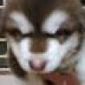 iluvdog63