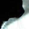 zorba_meow