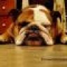 iloveyoudogandcat