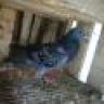 Ilovepigeon