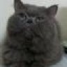 Vinacats