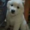 vick1126
