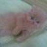 pink.hp2809