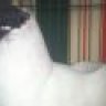 bocaukieng5555