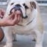 sumoandbull