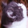 madcat