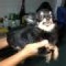 Phuong_Chihuahua