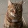 Choupette