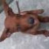 chayzi