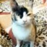 Meomit43