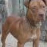 xiaobao_pitbull_hd