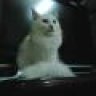 bò_điên