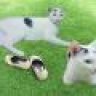 cachepthuytinh