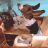dogviet