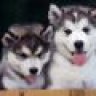 husky-foreverlove