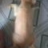 Nabie