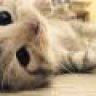 Vic♥Cat