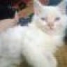 meocondangyeu_5792