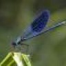 damselfly