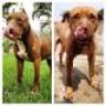 Pitbull6666