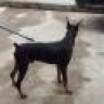 gsd12