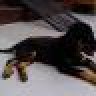 Fan_Rottweiler