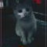 Taya_hoai
