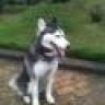 ZEN Husky