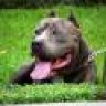 bully2468