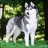 Kun Husky