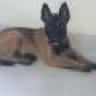 malinoisthanhbinhduong