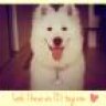 luna.samoyed