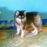 alaska9999_soctrang