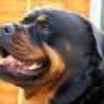 Rottwailler
