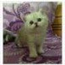 nhungbubble