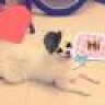 bông_xinh