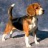 beagle1