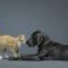 Labra102