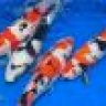 bancachepkoi