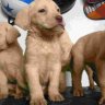 labradohanoi