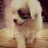 Suri Pet Shop