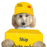 bellxinhdep