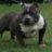 BIG DOG