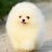 HOF PET NATURAL SHAMPOO