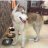 Chien cong