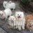 Pet's house lovely