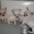 Hung_Phong_BT