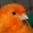 canary