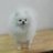 toydog